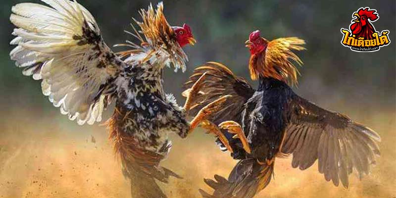 ไก่ชนเดือยใต้