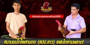 เเทงไก่ชนสด