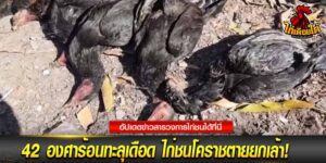 เว็บข่าว ไก่ชน ออนไลน์