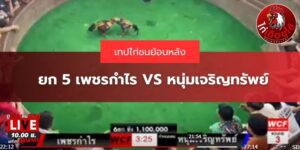 คลิปไก่ชนย้อนหลัง