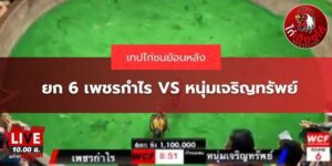 คลิปไก่ชนสด