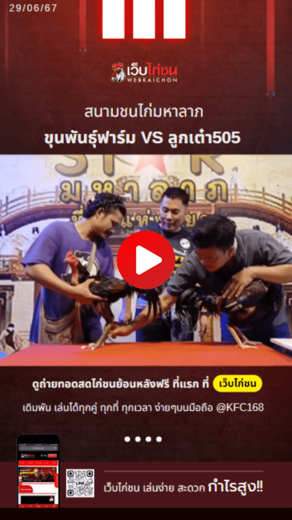ดูตัวไก่ชน