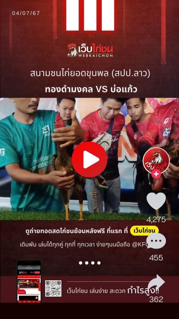 ดูตัวไก่ชนวันนี้