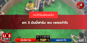 ยก 3 มันนี่ฟาร์ม พบ เพชรกำไร