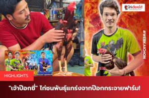 เจ้าป๊อกซี่ ไก่ชนพันธุ์แกร่งจากป๊อกกระจายฟาร์ม!