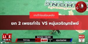 เทปย้อนหลังไก่ชน