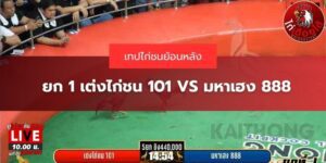 เทปไก่ชนล่าสุด