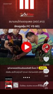 เปรียบไก่ชนวันนี้