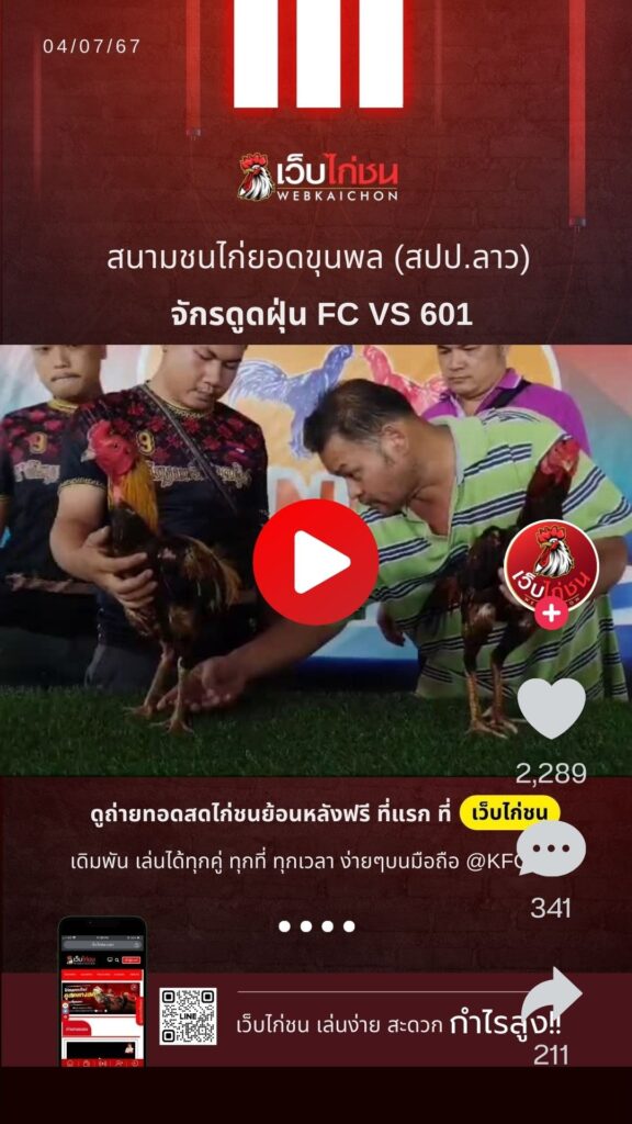 เปรียบไก่ชนวันนี้