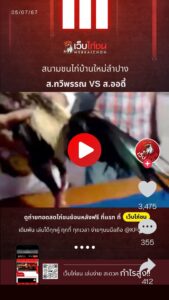เปรียบไก่ชนวันนี้