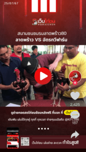 เปรียบไก่ชนวันนี้