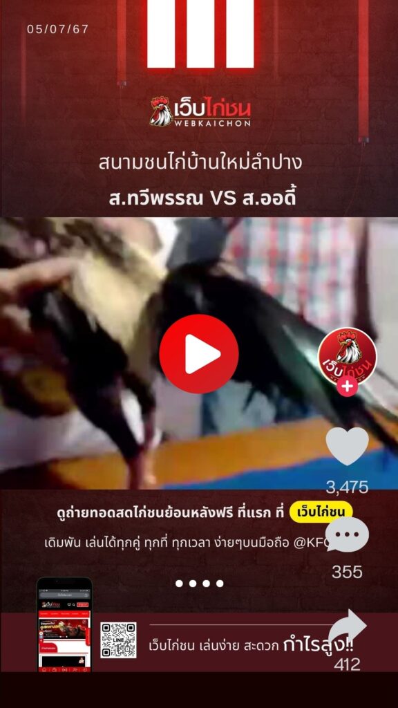 เปรียบไก่ชนวันนี้