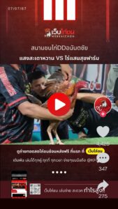 ไก่ชน ล่าสุด