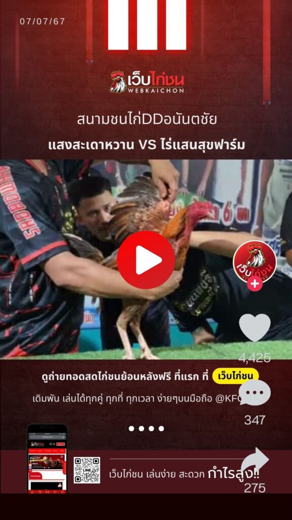 ไก่ชน ล่าสุด