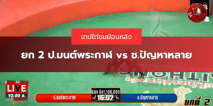 ไก่ชนย้อนหลัง