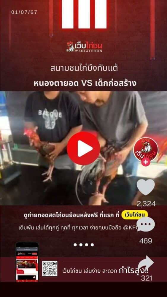 ไก่ชนล่าสุด