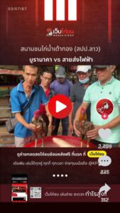 ไก่ชนวันนี้