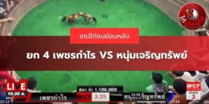 ไก่ชนวันนี้