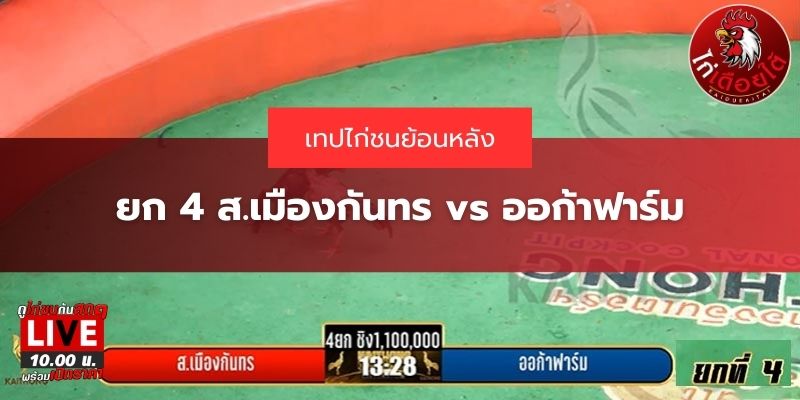 ไก่ชนสด