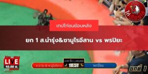 ไฮไลท์ ไก่ชน