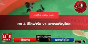 ไฮไลท์ไก่ชน