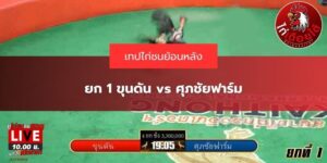ไฮไลท์ไก่ชนล่าสุด