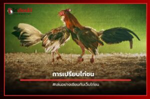การเปรียบไก่ชน