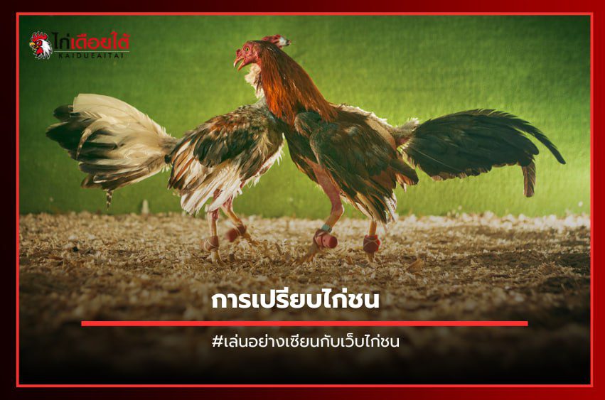การเปรียบไก่ชน
