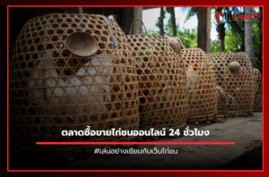 ตลาดซื้อขายไก่ชนออนไลน์ 24 ชั่วโมง.
