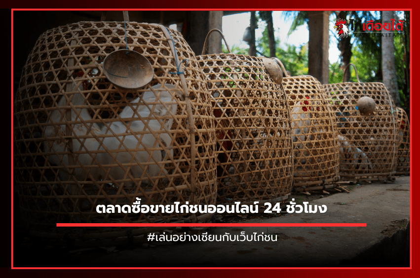 ตลาดซื้อขายไก่ชนออนไลน์ 24 ชั่วโมง.