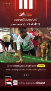 เปรียบไก่ชนวันนี้