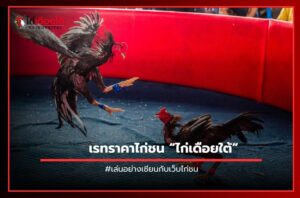 เรทราคาไก่ชน ไก่เดือยใต้