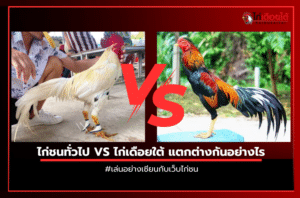 ไก่ชนทั่วไป VS ไก่เดือยใต้ แตกต่างกันอย่างไร.