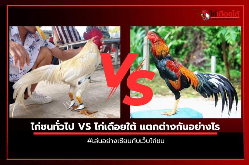 ไก่ชนทั่วไป VS ไก่เดือยใต้ แตกต่างกันอย่างไร.
