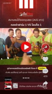 ไก่ชนลาว