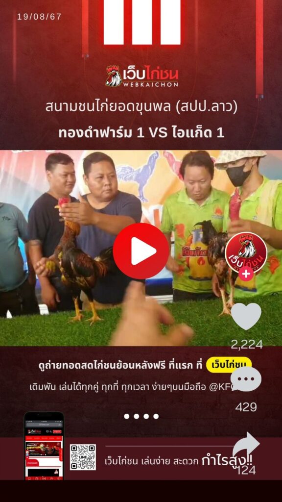 ไก่ชนลาว
