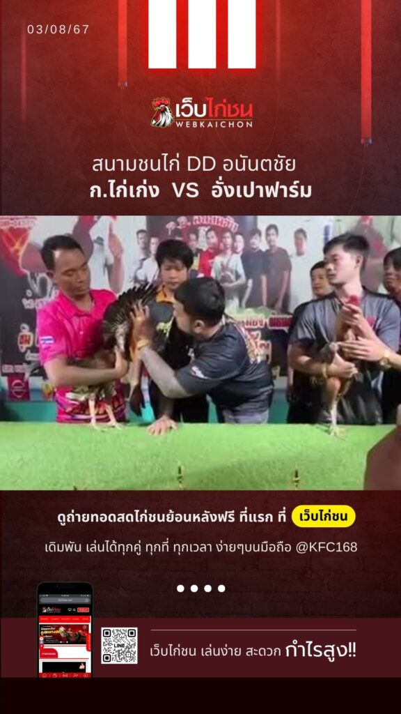 ไก่ชนสด