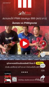 ไก่ชนสด