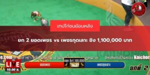 ไก่ชนย้อนหลัง