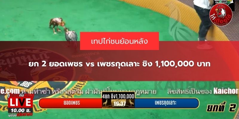 ไก่ชนย้อนหลัง