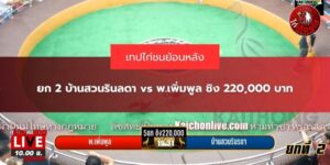 ไก่ชนสด ล่าสุด