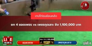ถ่ายทอดสด ไก่ชน