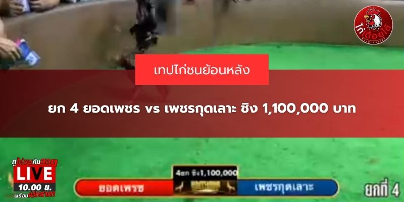 ถ่ายทอดสด ไก่ชน