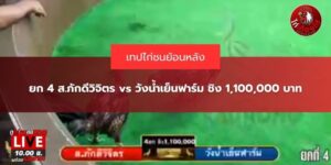 คลิปไก่ชนย้อนหลัง
