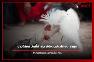 ข่าวไก่ชน วันนี้ล่าสุด อัปเดตข่าวไก่ชน ล่าสุด.