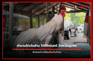 ตำนานไก่เงินล้าน ไก่ชีโกมินทร์ จังหวัดชุมพร.