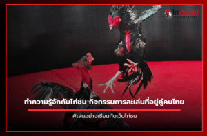 ทำความรู้จักกับไก่ชน กิจกรรมการละเล่นที่อยู่คู่คนไทย