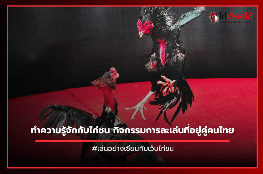 ทำความรู้จักกับไก่ชน กิจกรรมการละเล่นที่อยู่คู่คนไทย