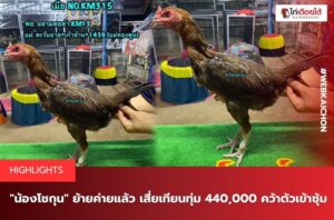 น้องโชกุนย้ายค่าย