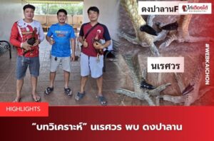บทวิเคราะห์ไก่ชนนเรศวร และ ดงปาลาน